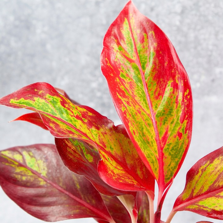 AGLAONEMA Crete FLAMES Red d9cm Niesamowicie wybarwiona PŁOMIENNA