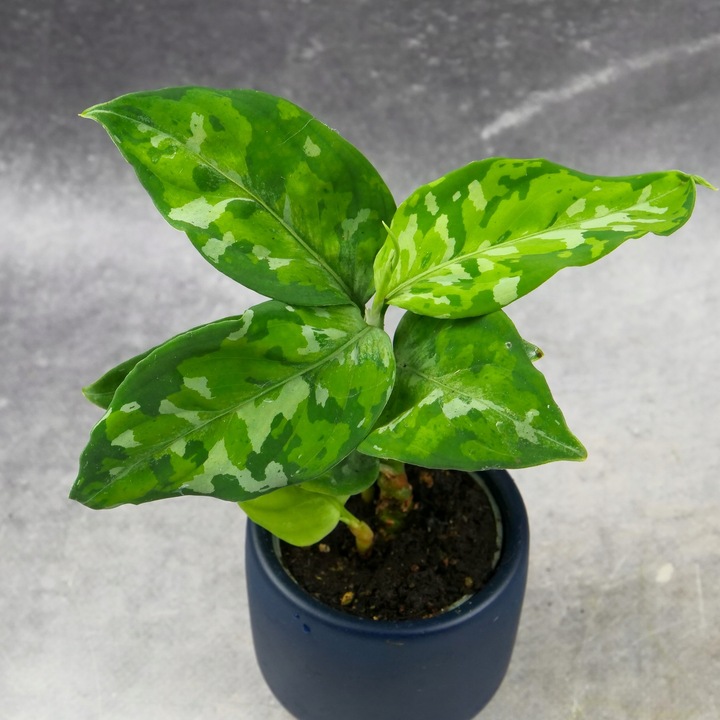 Aglaonema pictum TRICOLOR kolekcjonerska OCIEPLACZ GRATIS D6cm