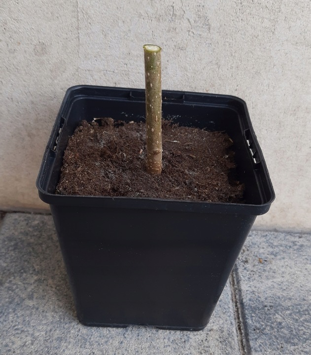 Drzewo tlenowe Paulownia Shan Tong Już zdrewniała przyrost roczny 3