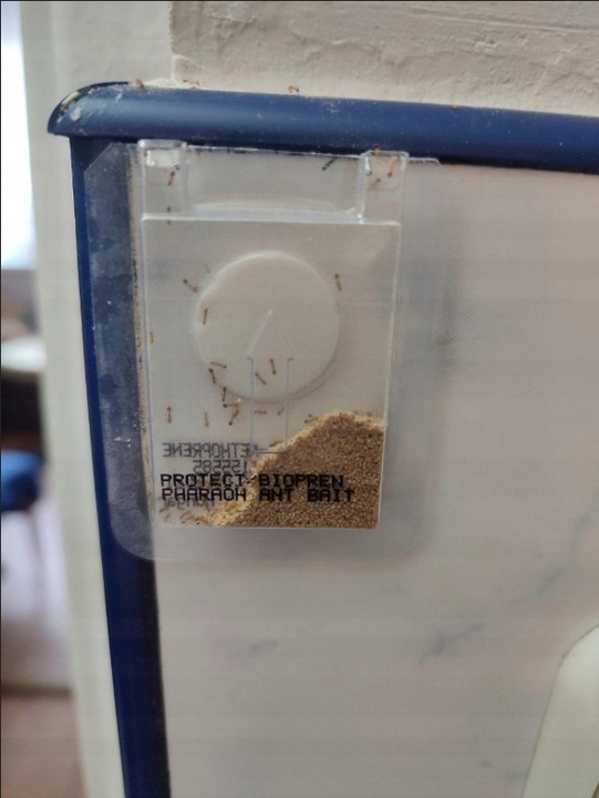 SILNY PROSZEK ŚRODEK PREPARAT TRUTKA NA MRÓWKI FARAONA PROTECT 3 SZT