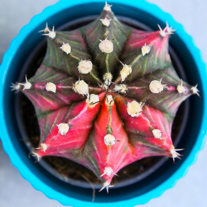 KOLOROWY KAKTUS Gymnocalycium mihanovichii Variegata NA KAŻDĄ OKAZJĘ