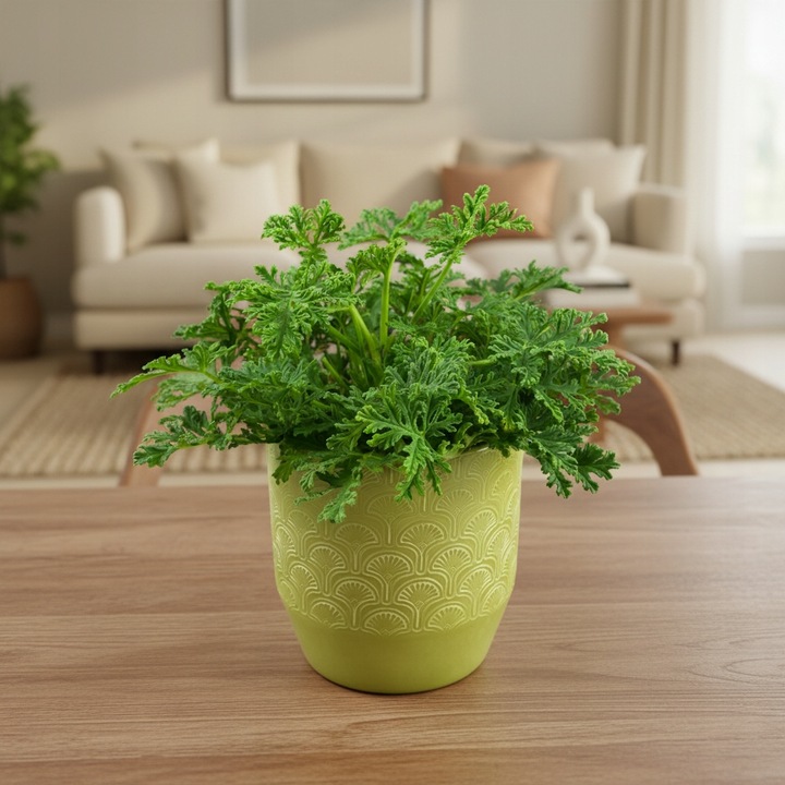 Geranium Anginka PELARGONIA Mosquito Fighter | Intensywny zapach D12cm