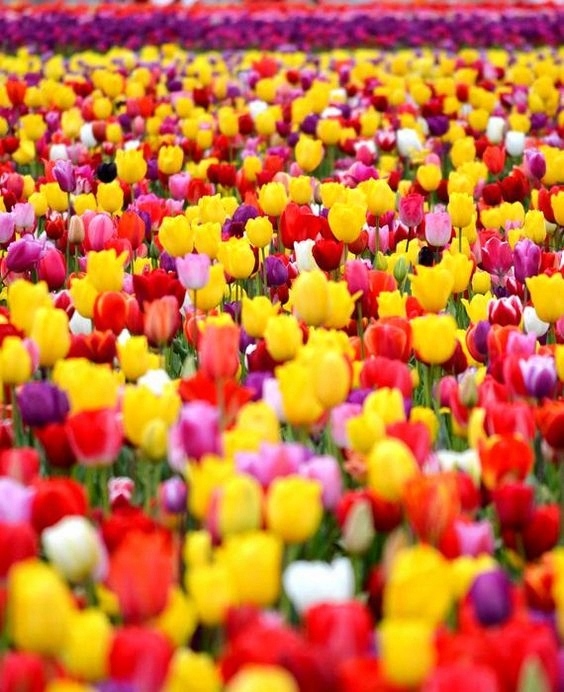 TULIPAN MIX MIESZANKA KOLORÓW cebulki 100 szt. + PREZENT