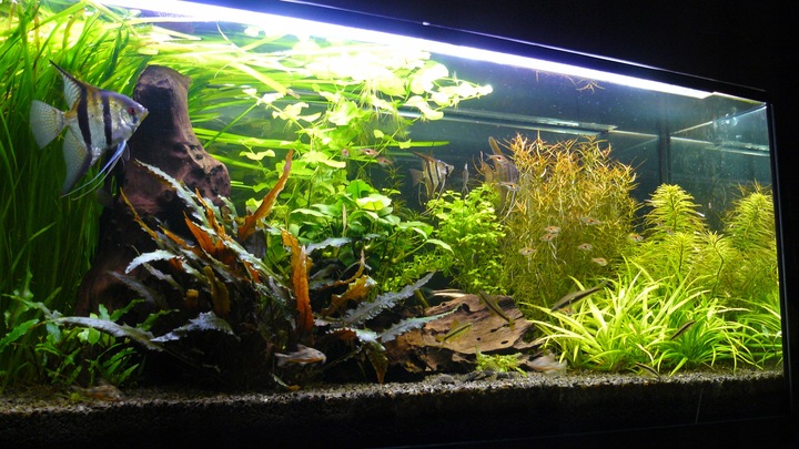 Czarny Piasek Żwirek do Akwarium Naturalny Doskonały dla Roślin 24kg 2-3mm