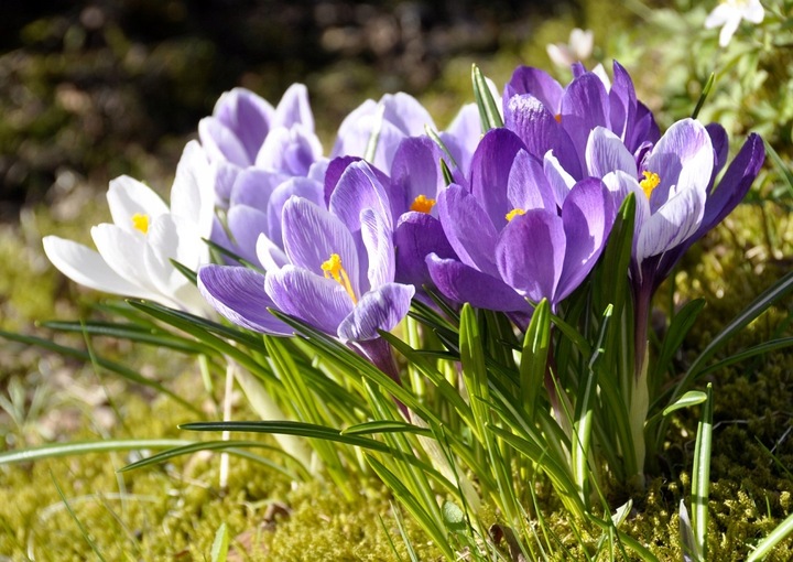 KOSZYK OSLONKA NA CEBULE cebulki 10 x 23 cm 10szt