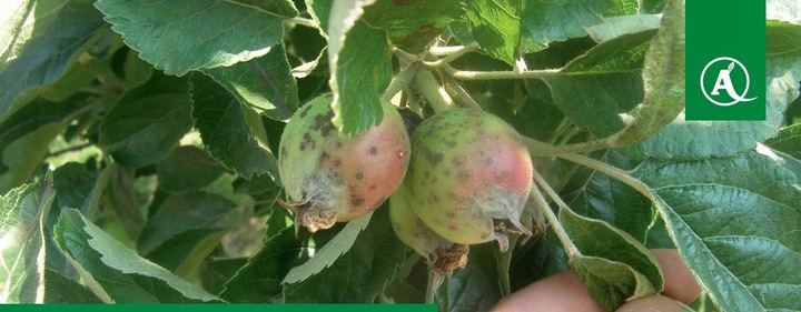 MIEDZIAN 50WP 500G 0,5kg ŚRODEK GRZYBOBÓJCZY OPRYSK MIEDZI DO SADU