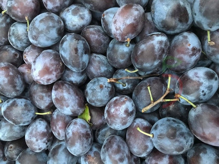 Śliwa WĘGIERKA DĄBROWICKA bardzo ceniona STARA POLSKA ODMIANA