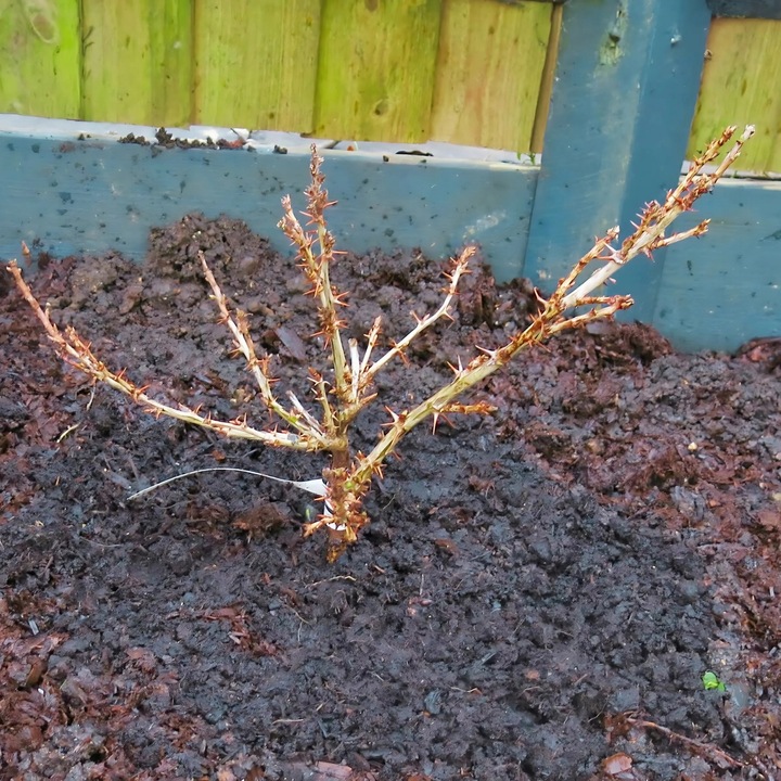 Agrest ukraiński POMARAŃCZOWY - duże słodkie owoce, BARDZO PLENNY
