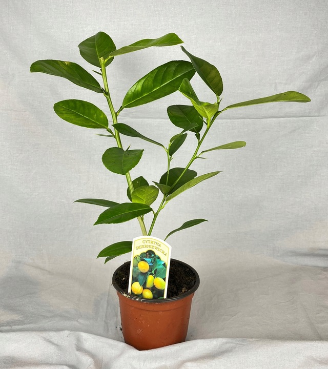 CYTRYNA SKIERNIEWICKA Cytrus