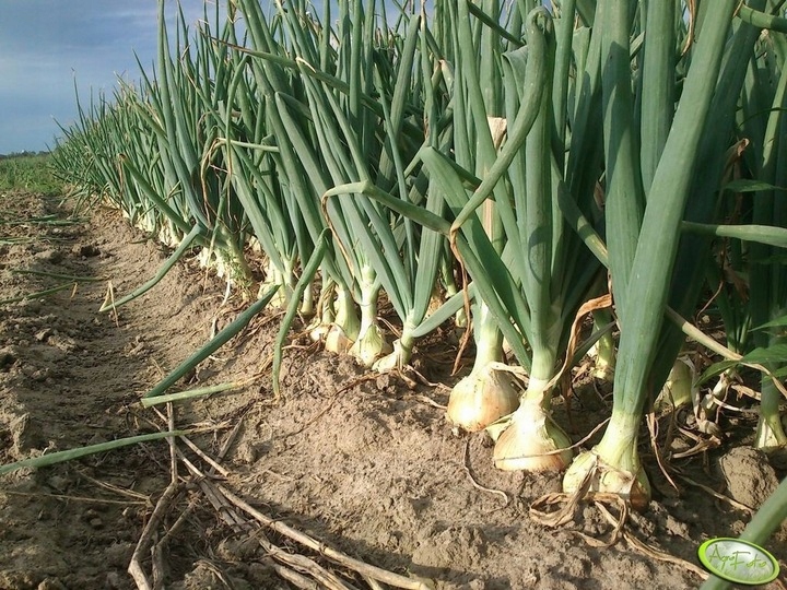 ZIMOWY ZESTAW DO SADZENIA 2x Dymka + Czosnek Harnaś 500g