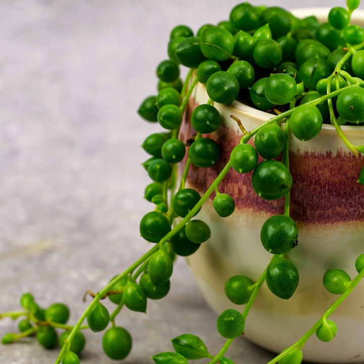 SENECIO rowleyanus STARZEC ROWLEYA D6cm ZIELONE KORALIKI NA SZNURECZKU