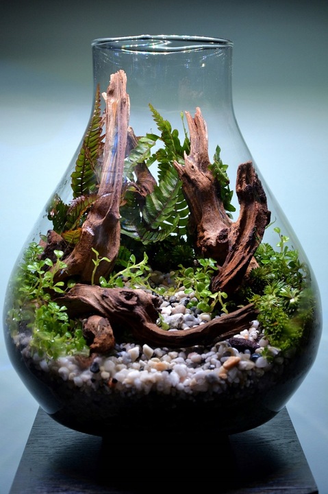 DSM Day- ukorzeniacz