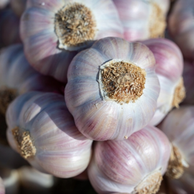 Czosnek zimowy Harnaś świeży Polski 1kg Do sadzenia i jedzenia zimowy