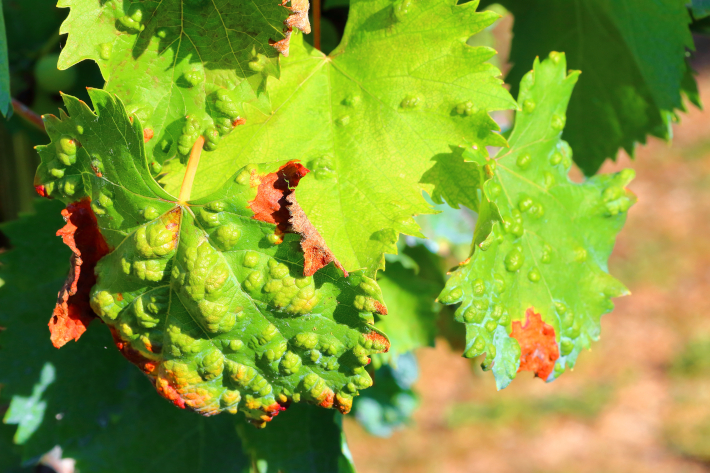 MAGNICUR ENERGY Previcur 840 SL Grzybobójczy 100ml