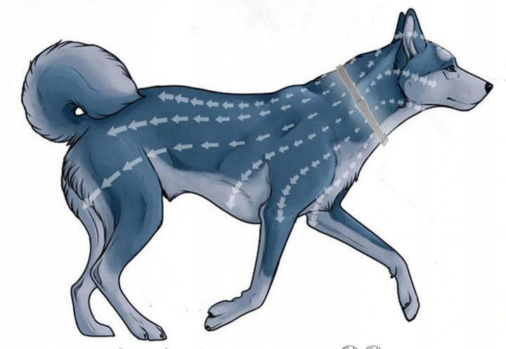 OBROŻA NA PASOŻYTY DLA PSA DO 8KG 40CM 8 MIESIĘCY DZIAŁANIA