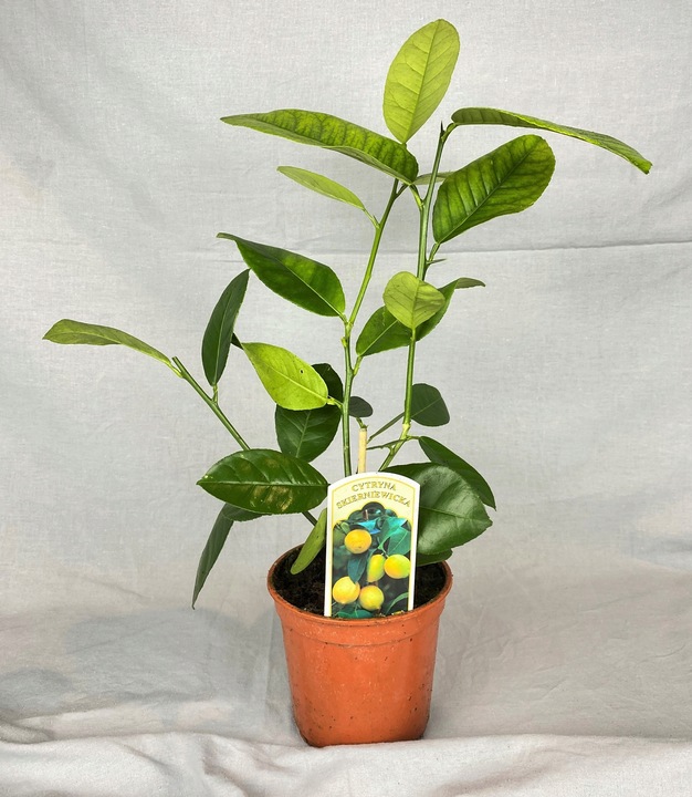 CYTRYNA SKIERNIEWICKA Cytrus