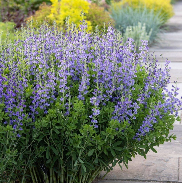 Baptysja Błękitna Bylina DŁUGOWIECZNA Mrozoodporna -35 Stopni Sadzonka