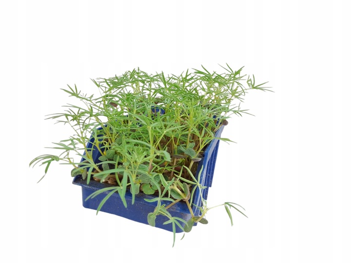 Łubin wąskolistny 25kg GORZKI