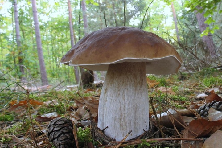 BOROWIK BRZOZOWY grzybnia grzyby leśne Mycelium