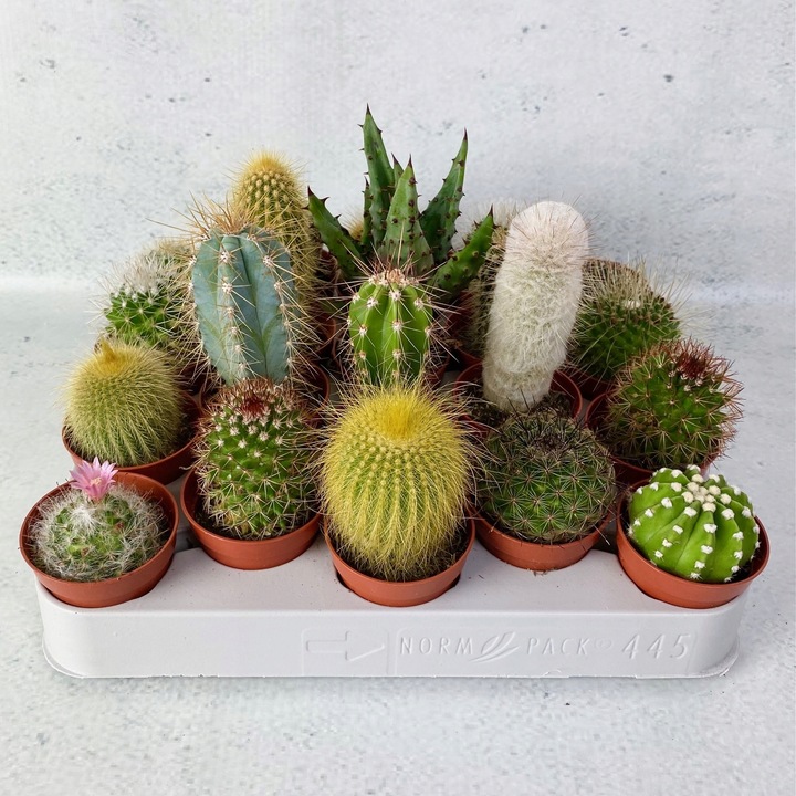Kaktusy Zestaw Mix 6 Różnych Kaktusów Opuncja Kaktus Prezent Sukulent