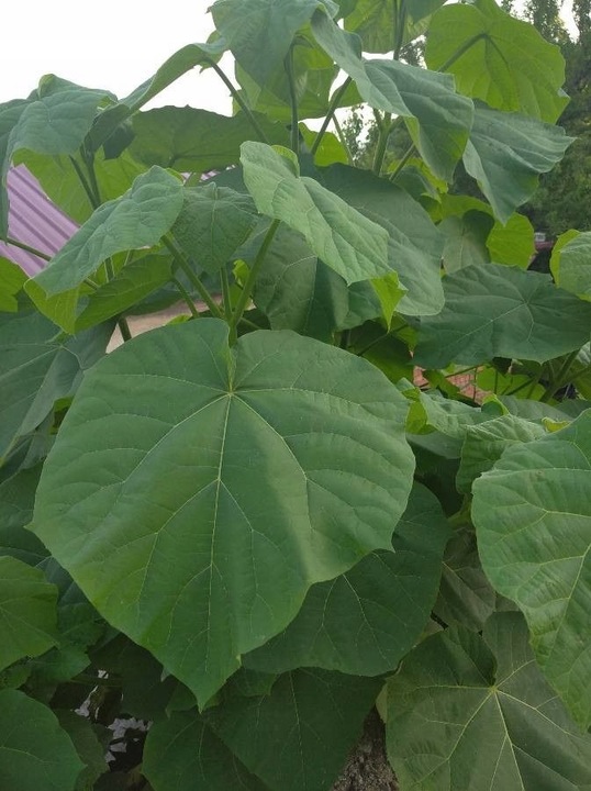 Drzewo tlenowe Paulownia Shan Tong Już zdrewniała przyrost roczny 3