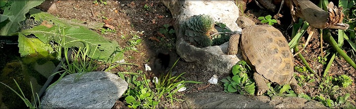 Podłoże dla żółwia greckiego stepowego do terrarium Testudo Soil Baby 25 L