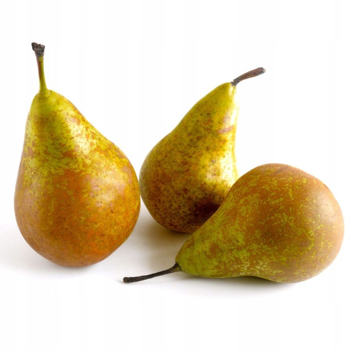 SADZONKI DRZEWKA OWOCOWE GRUSZA KONFERENCJA SŁODKIE PYSZNE OWOCE