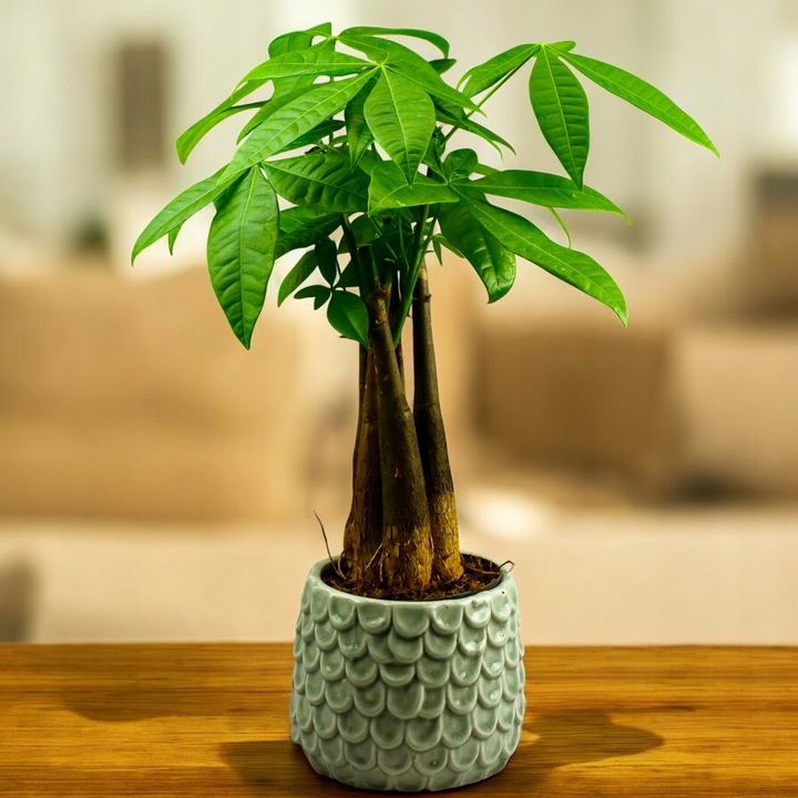 Pachira Aquatica Pachira wodna drzewko szczęścia! D9cm TYPU BONSAI