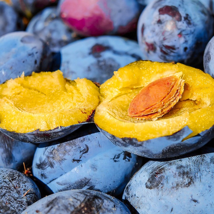 SADZONKI DRZEWKA OWOCOWE ŚLIWA WĘGIERKA ZWYKŁA SAMOPYLNA ODMIANA