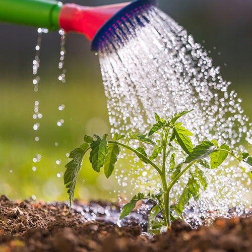 AGROŻEL Hydrożel Ogrodniczy do Roślin 2 Kg