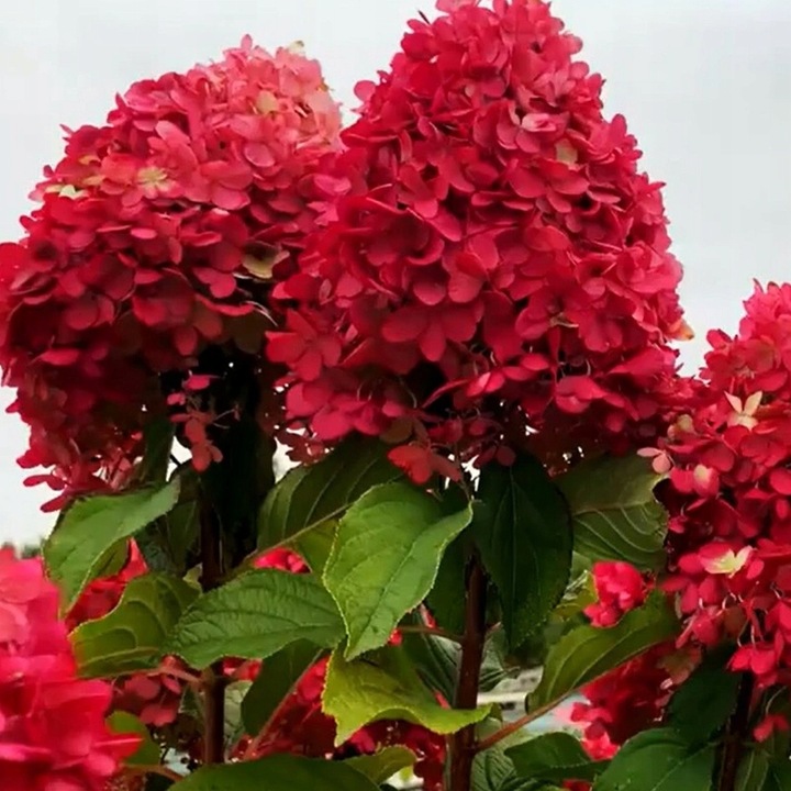 HORTENSJA bukietowa FRAISE MELBA, NEONOWA CZERWIEŃ DUŻA, 3 LETNIA