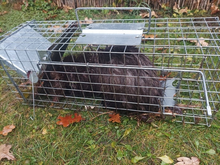 ŻYWOŁAPKA PUŁAPKA NA KUNY SZCZURY ŁASICE NORKI TCHÓRZE ŁASKI ŁAPKA