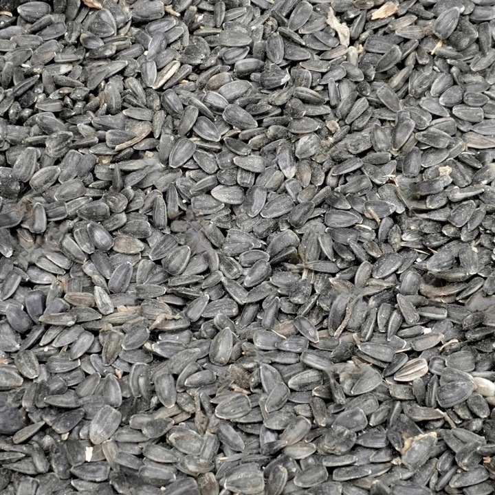5kg Słonecznik czarny nie łuskany ziarno na zimę karmnik dla ptaków