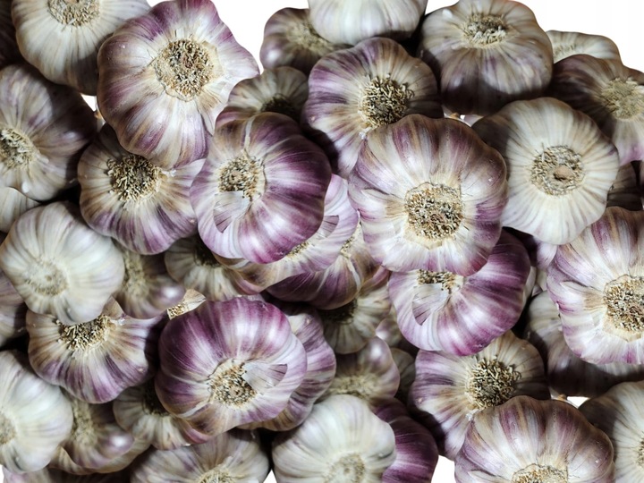 Czosnek Polski harnaś PREMIUM duże główki 6,5-7,5cm 1kg sadzenia