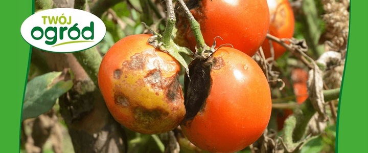 MIEDZIAN 50WP 100G + SYLLIT 65WP 45G NA CHOROBY GRZYBOWE OWOCÓW I