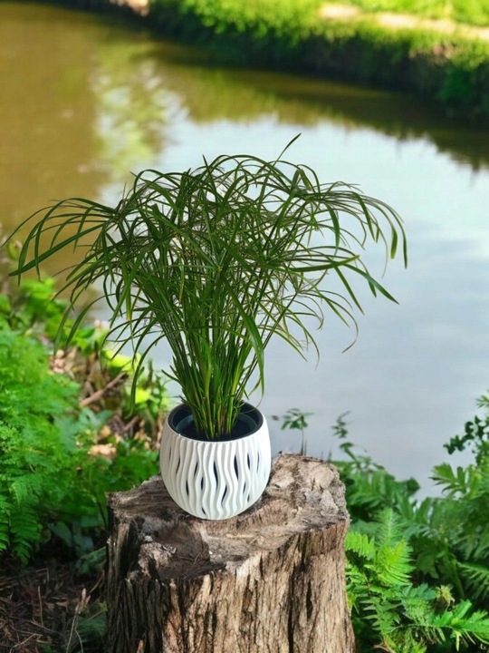 Papirus Cibora zmienna Cyperus alternifolius do Domu Ogrodu i Oczek