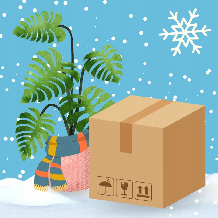 Senecio Rowleyanus - ZIELONY SZNUR KORALI - Niespotykany Starzec