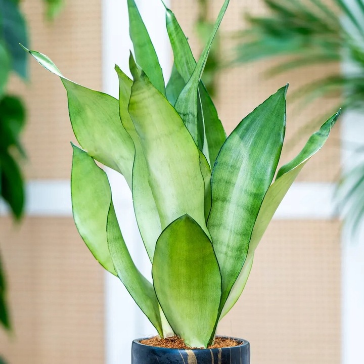 Sansevieria'Moonshine' KSIĘŻYCOWA PIĘKNOŚĆ Sansewieria Wytrzymały
