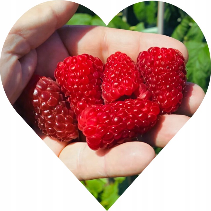 Malina czerwona GIGANT - owoc, który ledwo mieści się w dłoni!