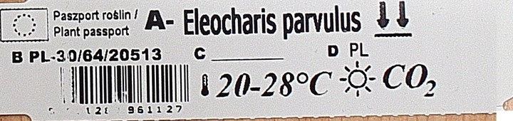 Rośliny do akwarium trawnik Eleocharis Parvula XXL