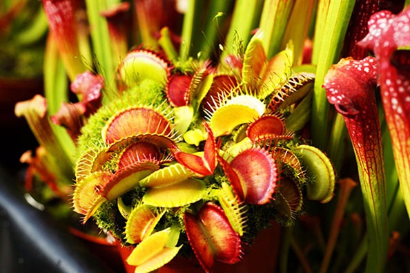 Głodna MUCHOŁÓWKA największa XXXL 4-letnia