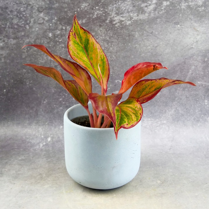 AGLAONEMA Crete FLAMES Red d9cm Niesamowicie wybarwiona PŁOMIENNA