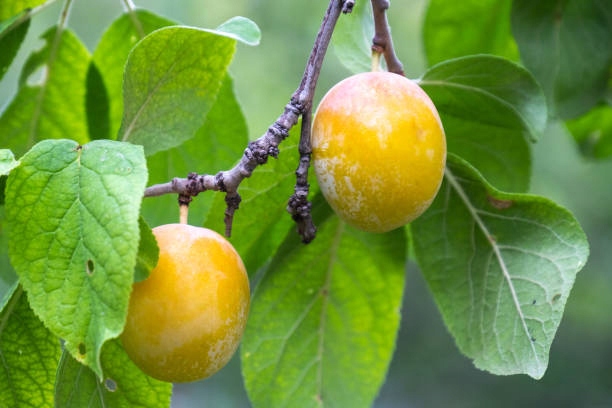 Śliwa RENKLODA ULENA POPULARNA Sadzonka z gołym korzeniem DUŻE JĘDRNE