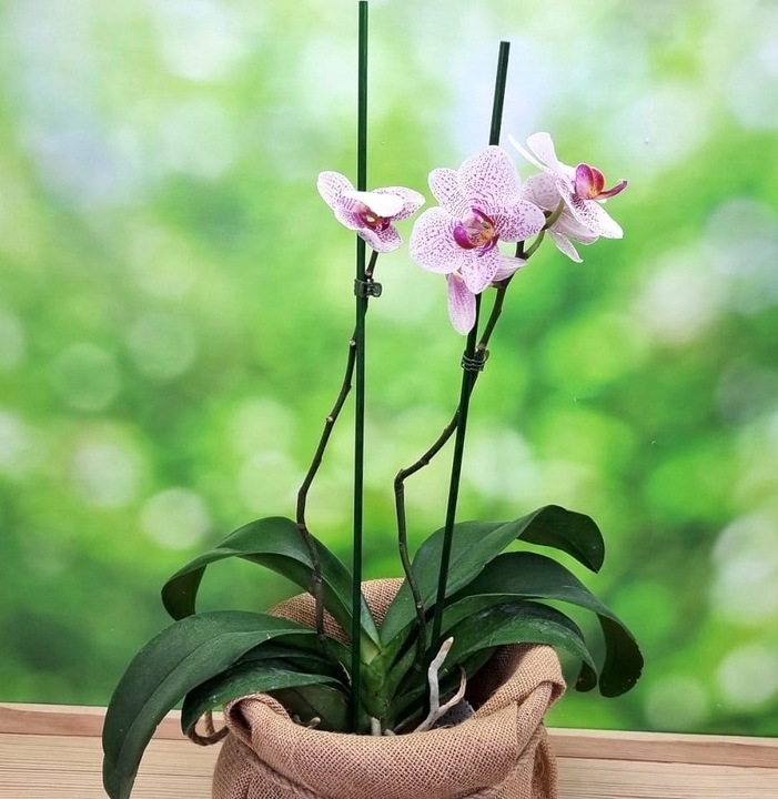 SPINKI DO STORCZYKÓW klipsy do podpór - 100szt.