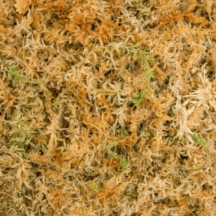 Mech Sphagnum 8L Besgrow Spagmoss Classic torfowiec 100G podłoże pH