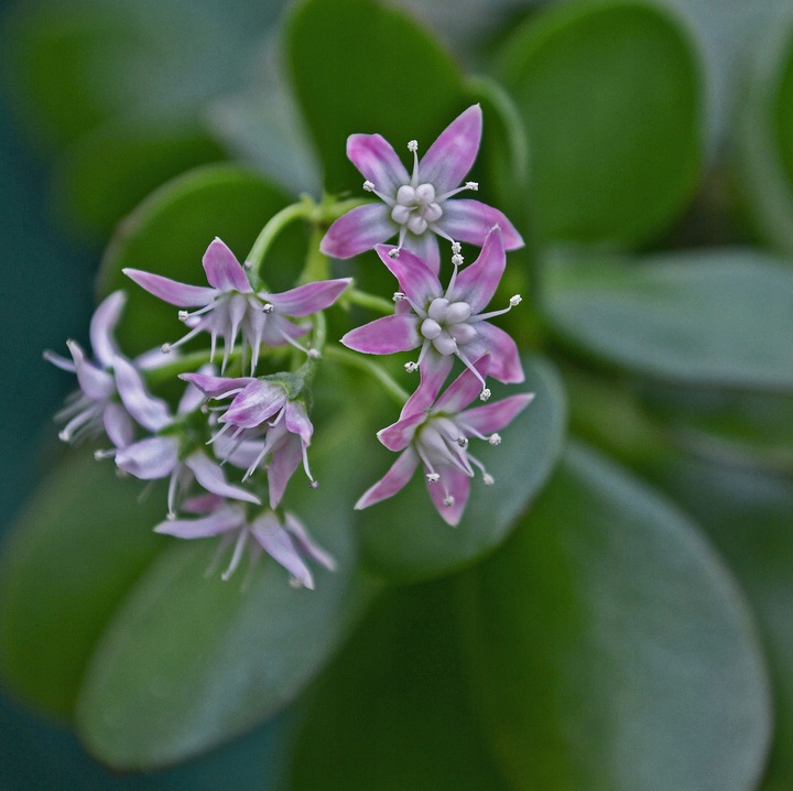 CRASSULA OVATA grubosz jajowaty drzewko szczęścia sukulent rozmiar L