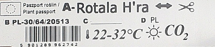 Rośliny do akwarium Rotala H'Ra PIĘKNA RARYTAS