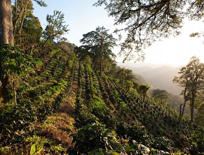 Kawa ZIELONA ziarno do palenia Nikaragua SHG 1kg