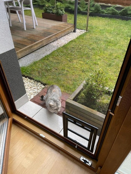 DRZWICZKI moskitiery dla kota i psa (ras małych)