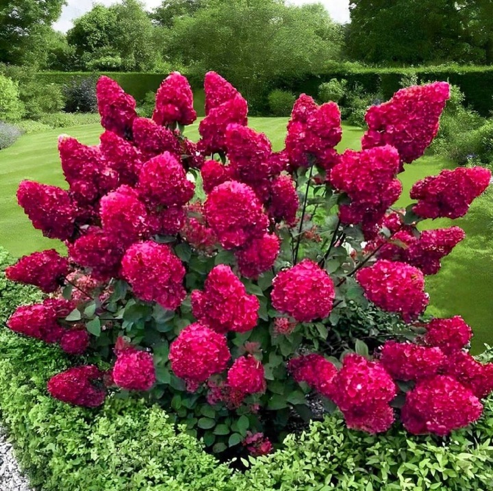 HORTENSJA bukietowa FRAISE MELBA INTENSYWNA CZERWIEŃ DUŻA XXL sadz. C2